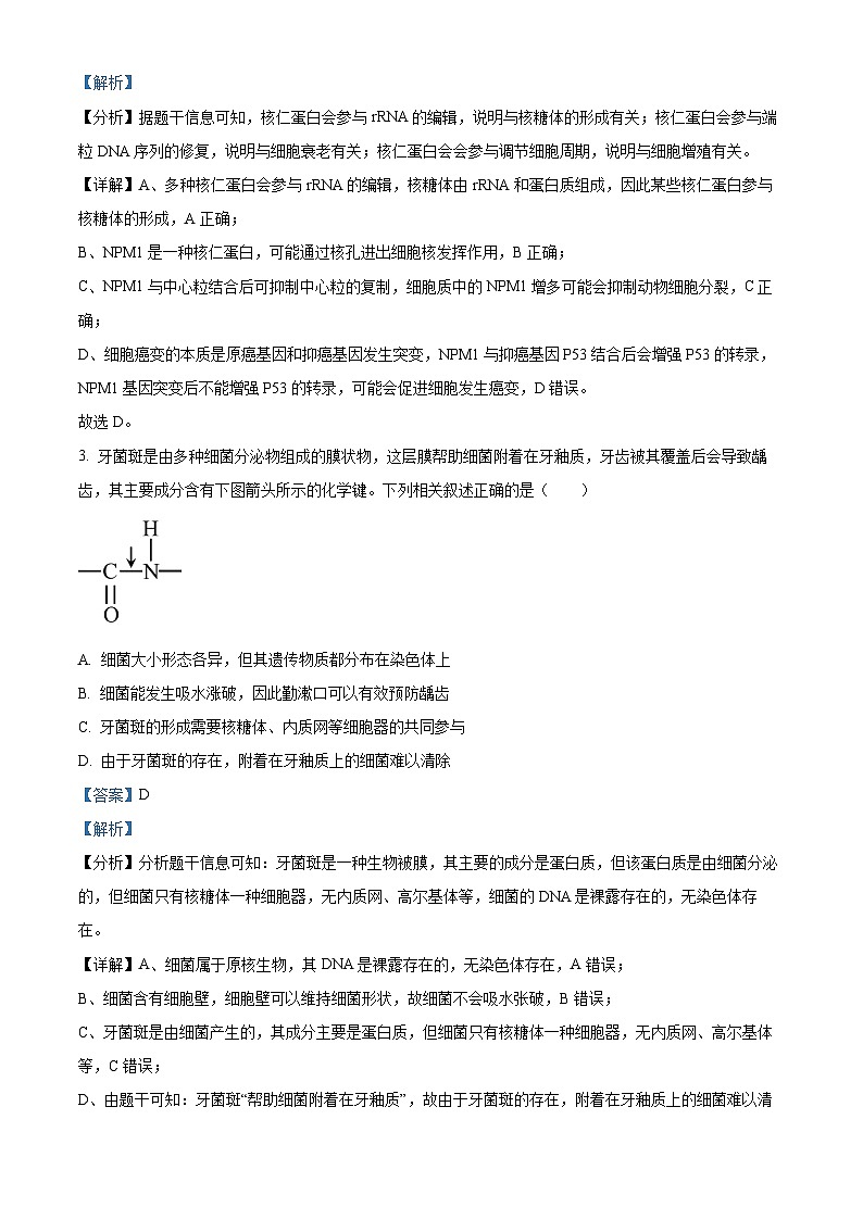 四川省成都石室中学2024-2025学年高三上学期10月月考生物试题 Word版含解析第2页