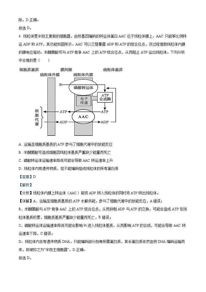四川省成都石室中学2024-2025学年高三上学期10月月考生物试题 Word版含解析第3页