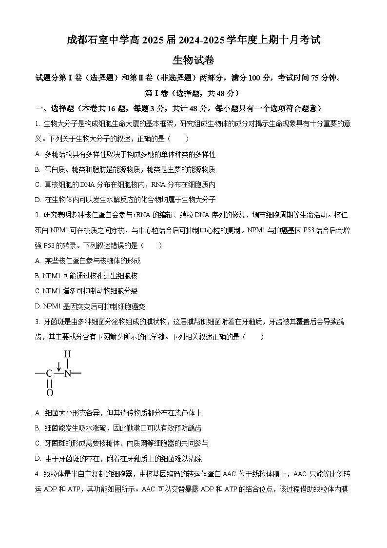 四川省成都石室中学2024-2025学年高三上学期10月月考生物试题 Word版无答案第1页