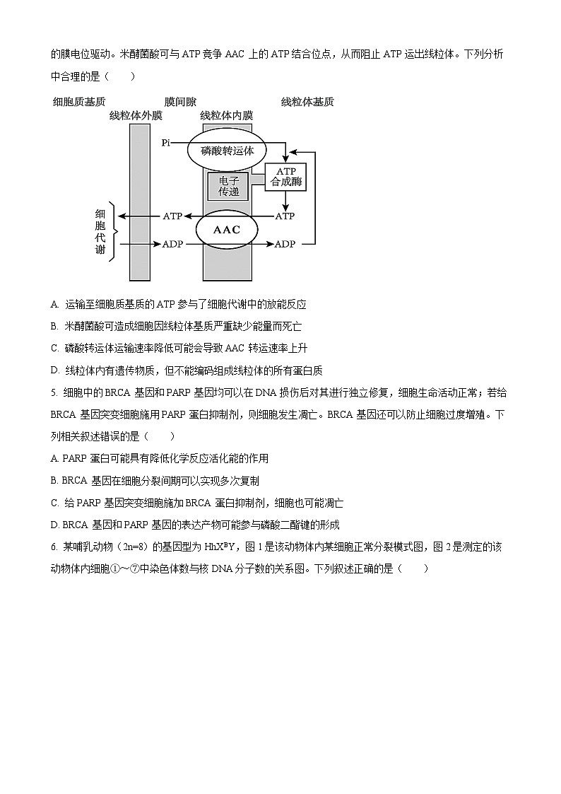 四川省成都石室中学2024-2025学年高三上学期10月月考生物试题 Word版无答案第2页