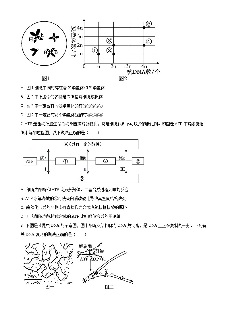 四川省成都石室中学2024-2025学年高三上学期10月月考生物试题 Word版无答案第3页