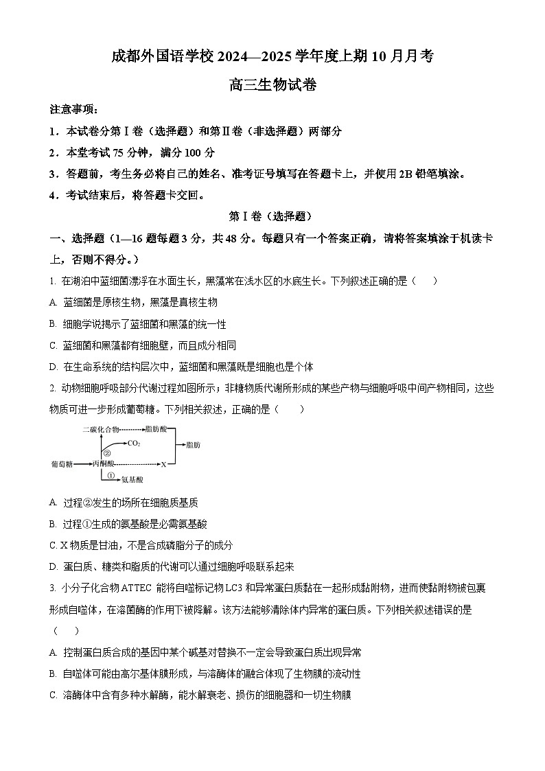 四川省成都市金牛区成都外国语学校2024-2025学年高三上学期10月月考生物试题 Word版无答案第1页
