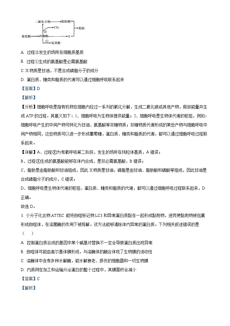 四川省成都市金牛区成都外国语学校2024-2025学年高三上学期10月月考生物试题 Word版含解析第2页