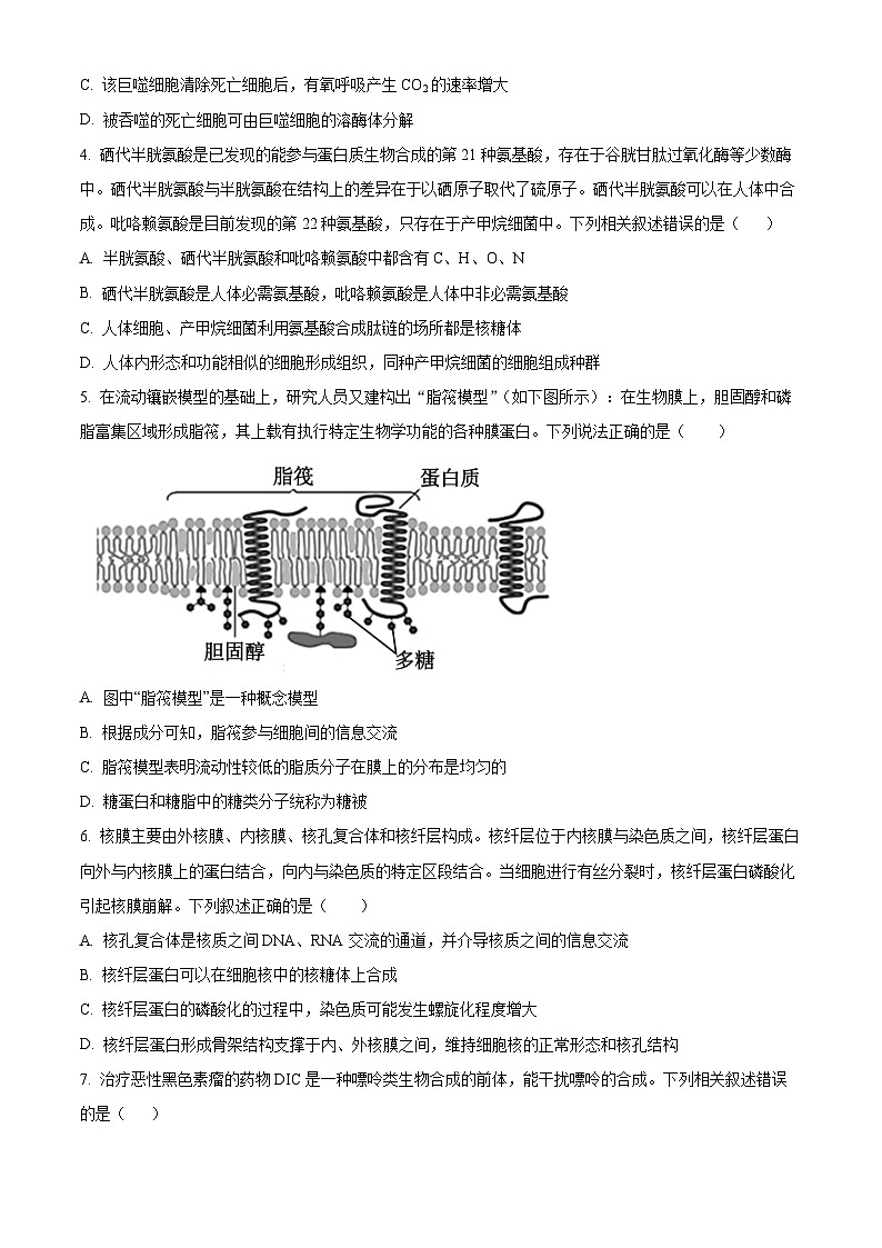 重庆市第四十九中学2024-2025学年高三上学期第一次月考生物试题（Word版附解析）02
