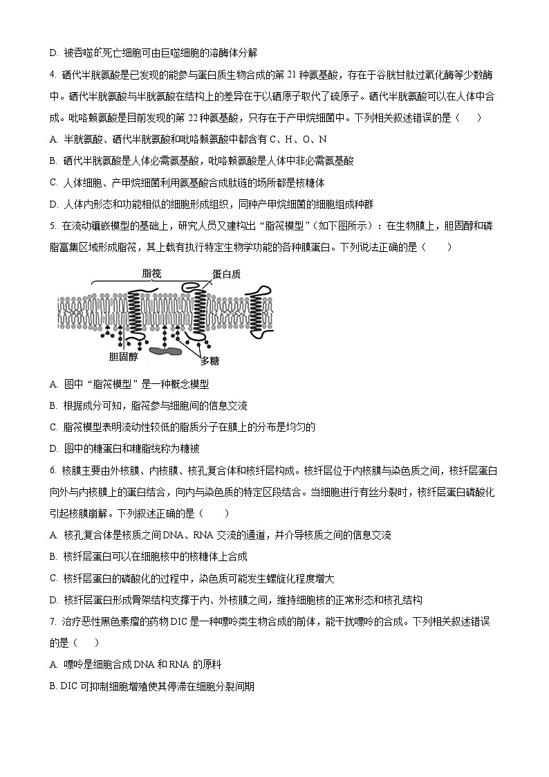 重庆市第四十九中学2024-2025学年高三上学期第一学月考试生物试题（Word版附解析）02