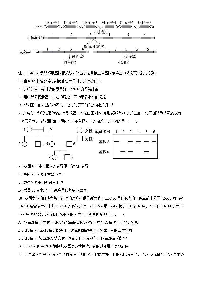 重庆市铜梁一中2024-2025学年高二上学期10月月考生物试题 Word版无答案第3页