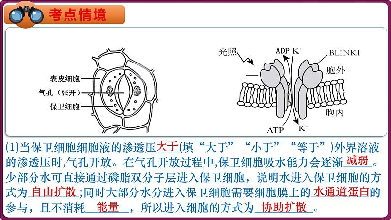 第09讲 物质出入细胞的方式及影响因素-备战2025年高考生物一轮复习情境教学精讲课件第6页