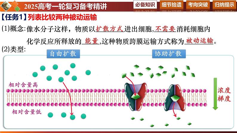 第09讲 物质出入细胞的方式及影响因素-备战2025年高考生物一轮复习情境教学精讲课件第7页