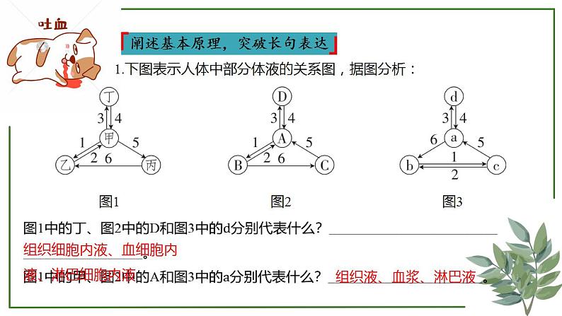 第47讲 人体的内环境及稳态-备战2025年高考生物一轮复习精讲课件（新教材新高考）第6页