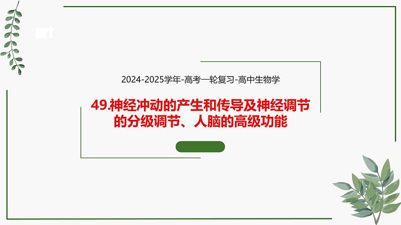 第49讲 神经冲动的产生和传导及神经调节的分级调节、人脑的高级功能-备战2025年高考生物一轮复习精讲课件（新教材新高考）第1页