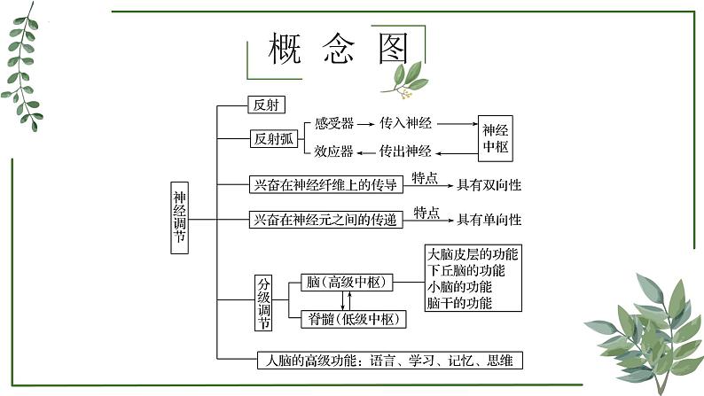 第49讲 神经冲动的产生和传导及神经调节的分级调节、人脑的高级功能-备战2025年高考生物一轮复习精讲课件（新教材新高考）第2页