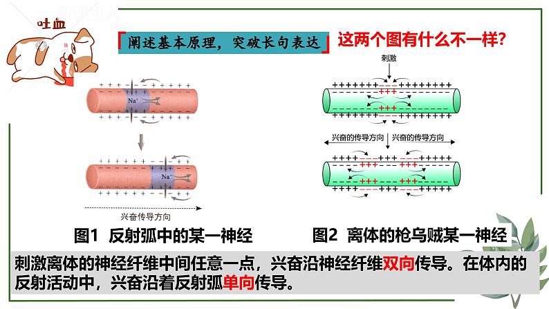 第49讲 神经冲动的产生和传导及神经调节的分级调节、人脑的高级功能-备战2025年高考生物一轮复习精讲课件（新教材新高考）第7页