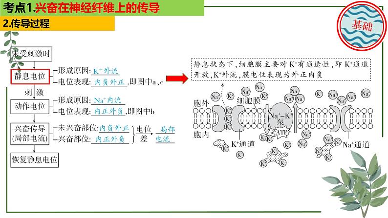 第49讲 神经冲动的产生和传导及神经调节的分级调节、人脑的高级功能-备战2025年高考生物一轮复习精讲课件（新教材新高考）第8页