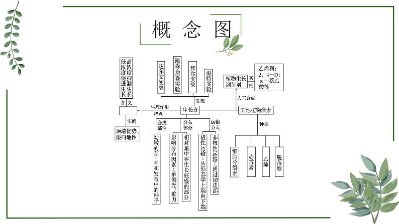 第56讲 其他植物激素及环境因素参与调节植物生命活动-备战2025年高考生物一轮复习精讲课件（新教材新高考）02