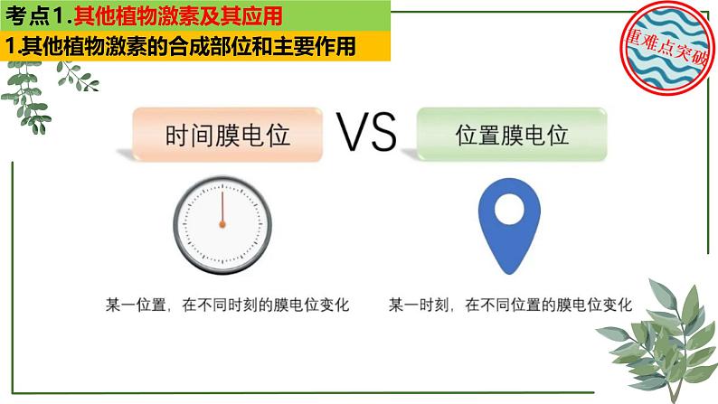 第56讲 其他植物激素及环境因素参与调节植物生命活动-备战2025年高考生物一轮复习精讲课件（新教材新高考）04