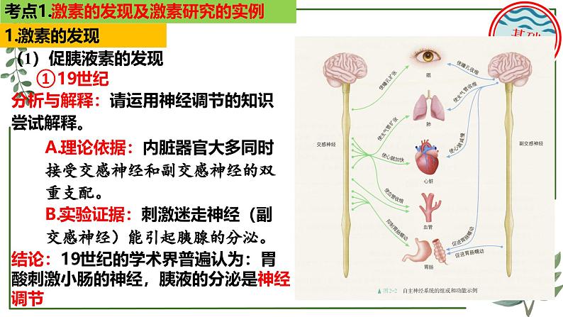 第51讲 激素调节的过程-备战2025年高考生物一轮复习精讲课件（新教材新高考）第5页