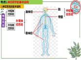 第48讲 神经调节的结构基础和基本方式-备战2025年高考生物一轮复习精讲课件（新教材新高考）
