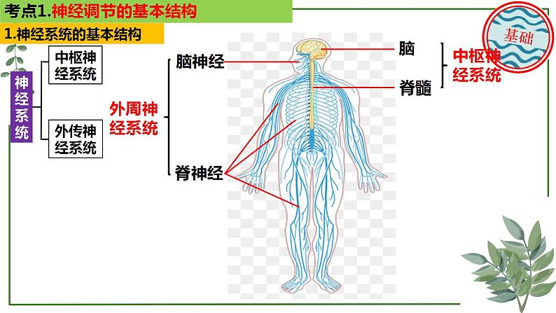 第48讲 神经调节的结构基础和基本方式-备战2025年高考生物一轮复习精讲课件（新教材新高考）第4页