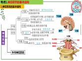 第48讲 神经调节的结构基础和基本方式-备战2025年高考生物一轮复习精讲课件（新教材新高考）
