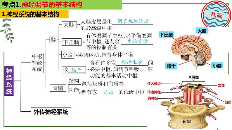 第48讲 神经调节的结构基础和基本方式-备战2025年高考生物一轮复习精讲课件（新教材新高考）第5页