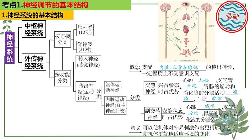 第48讲 神经调节的结构基础和基本方式-备战2025年高考生物一轮复习精讲课件（新教材新高考）第7页