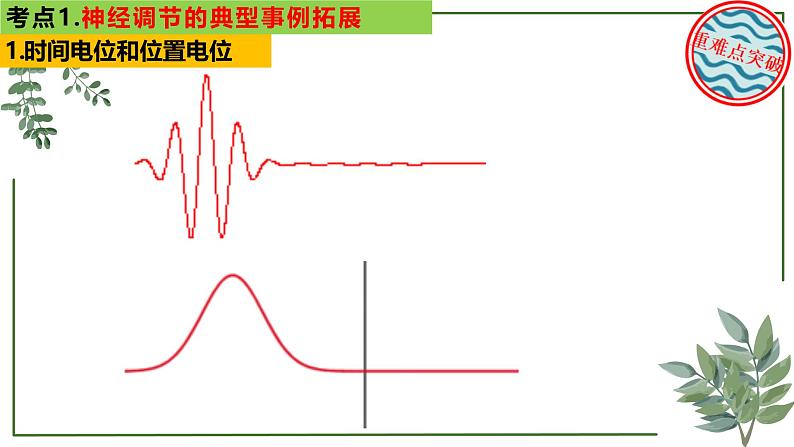 第50讲 神经调节的典型事例拓展-备战2025年高考生物一轮复习精讲课件（新教材新高考）第5页