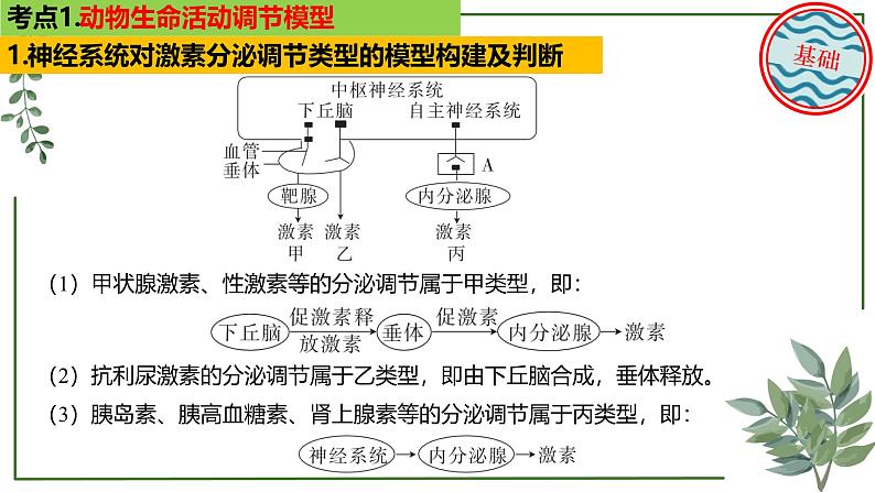 第53讲 动物生物活动调节模型-备战2025年高考一轮复习精讲课件（新教材新高考）第4页