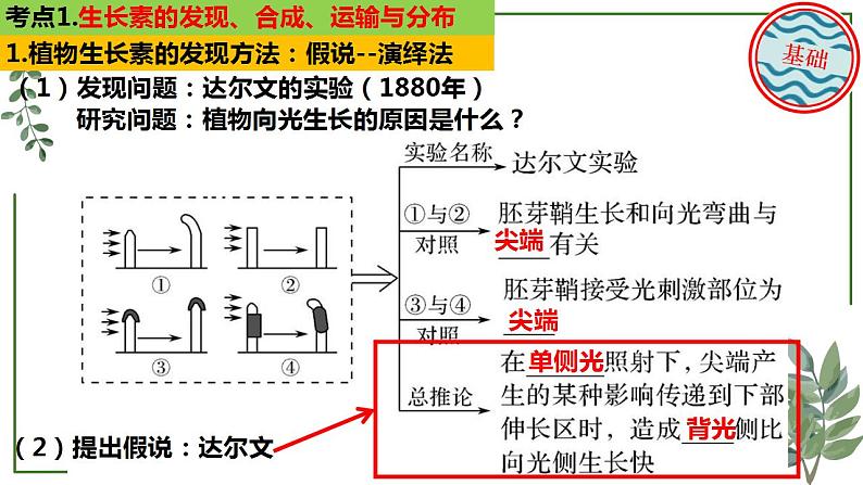 第55讲 生长素及其生理作用-备战2025年高考生物一轮复习精讲课件（新教材新高考）第4页