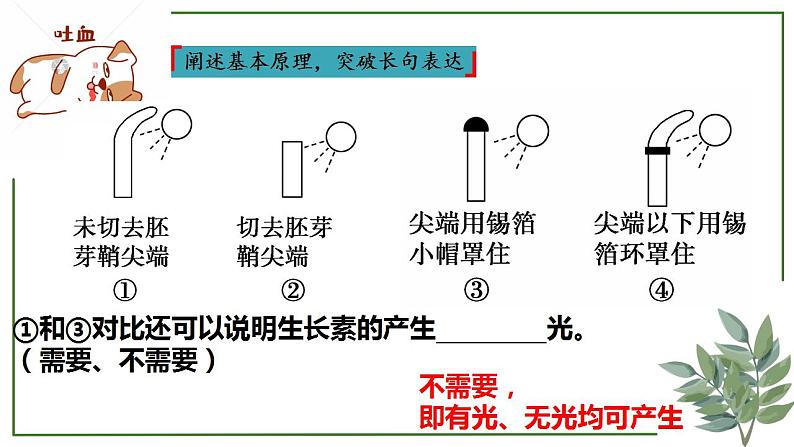 第55讲 生长素及其生理作用-备战2025年高考生物一轮复习精讲课件（新教材新高考）第5页