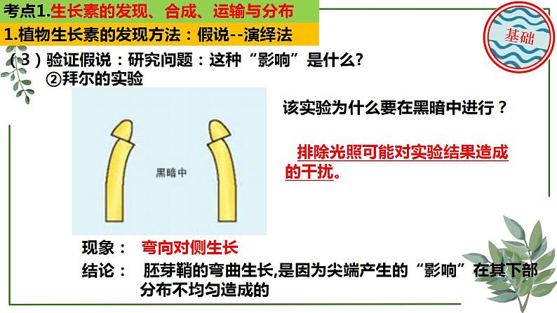 第55讲 生长素及其生理作用-备战2025年高考生物一轮复习精讲课件（新教材新高考）第8页