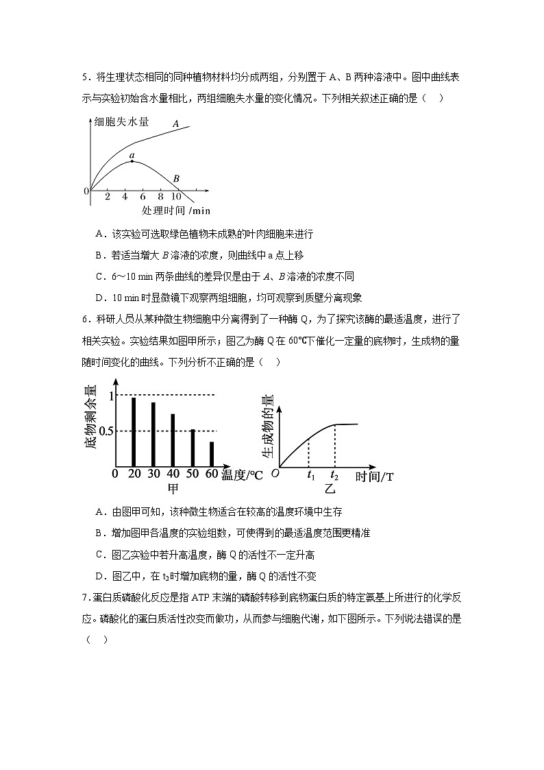 江苏省泗阳县实验高级中学2024-2025学年高三第一学期第一次质量调研生物试卷第2页