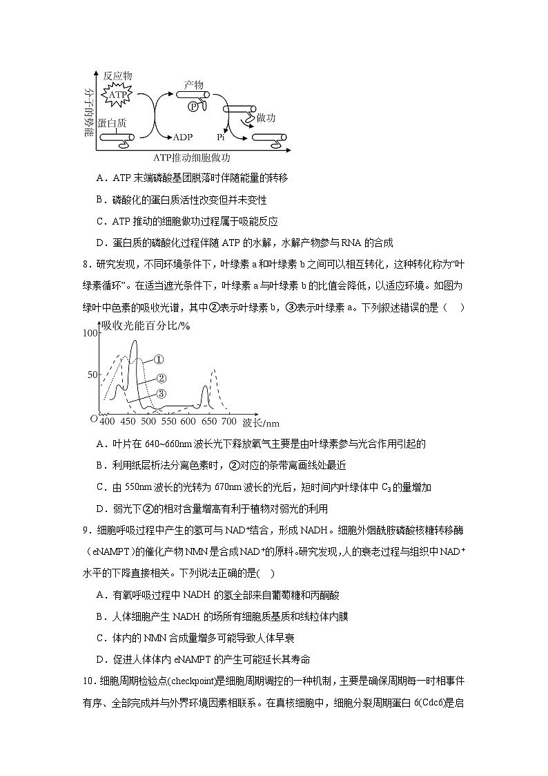 江苏省泗阳县实验高级中学2024-2025学年高三第一学期第一次质量调研生物试卷第3页