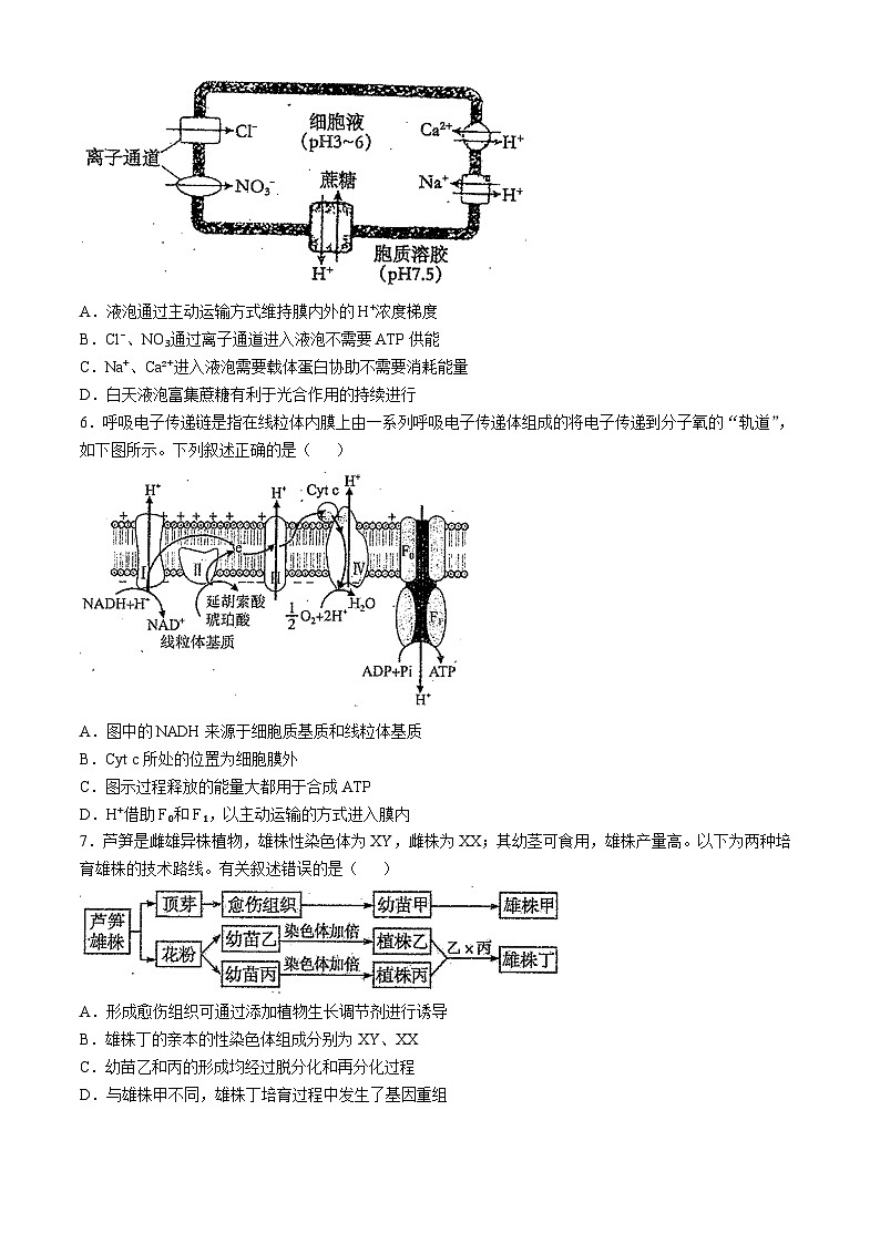 天津市南开中学2024-2025学年高三上学期10月月考生物试题（含答案）第2页