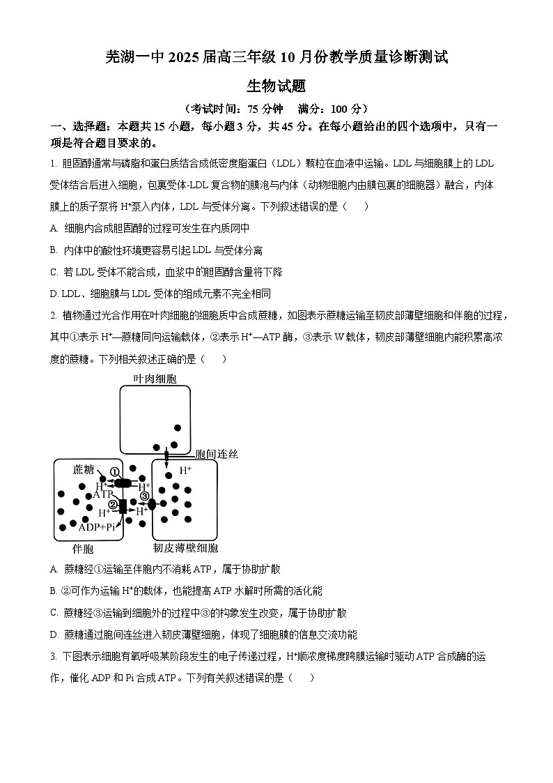 安徽省芜湖市第一中学2024-2025学年高三上学期10月教学质量诊断测试生物试题（Word版附答案）第1页