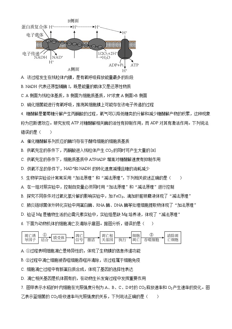 安徽省芜湖市第一中学2024-2025学年高三上学期10月教学质量诊断测试生物试题（Word版附答案）第2页