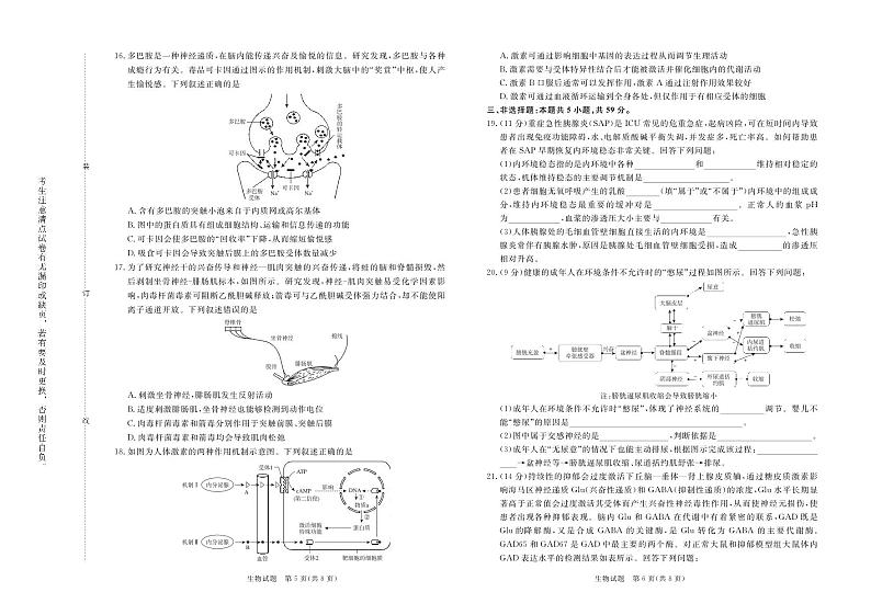 2024-2025河南青铜鸣高二上学期10月联考生物试卷及答案第3页