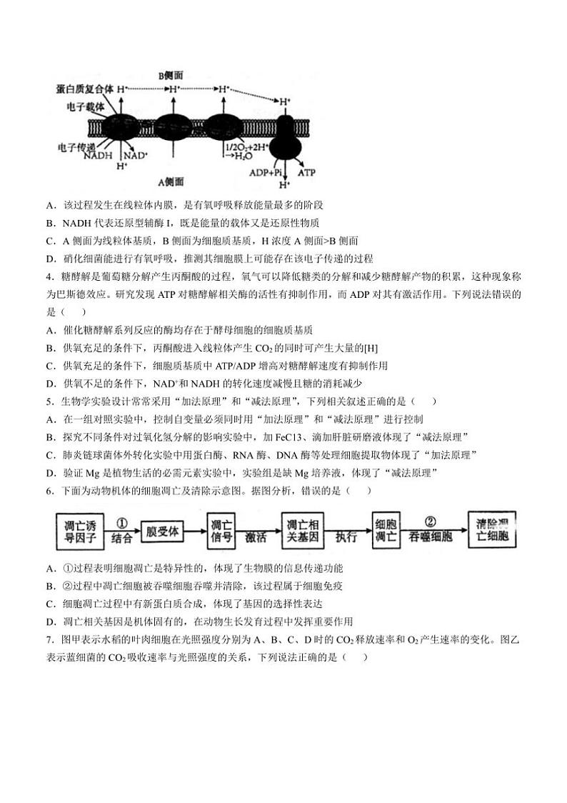 [生物]安徽省芜湖市第一中学2024～2025学年高三上学期10月教学质量诊断测试学试题(有答案)第2页