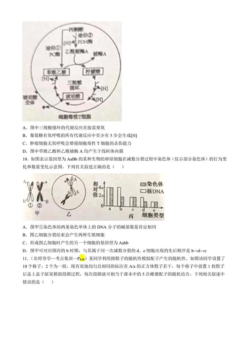 [生物]湖南省邵阳市邵东市第一中学2024～2025学年高三上学期第三次月考试题(有答案)第3页