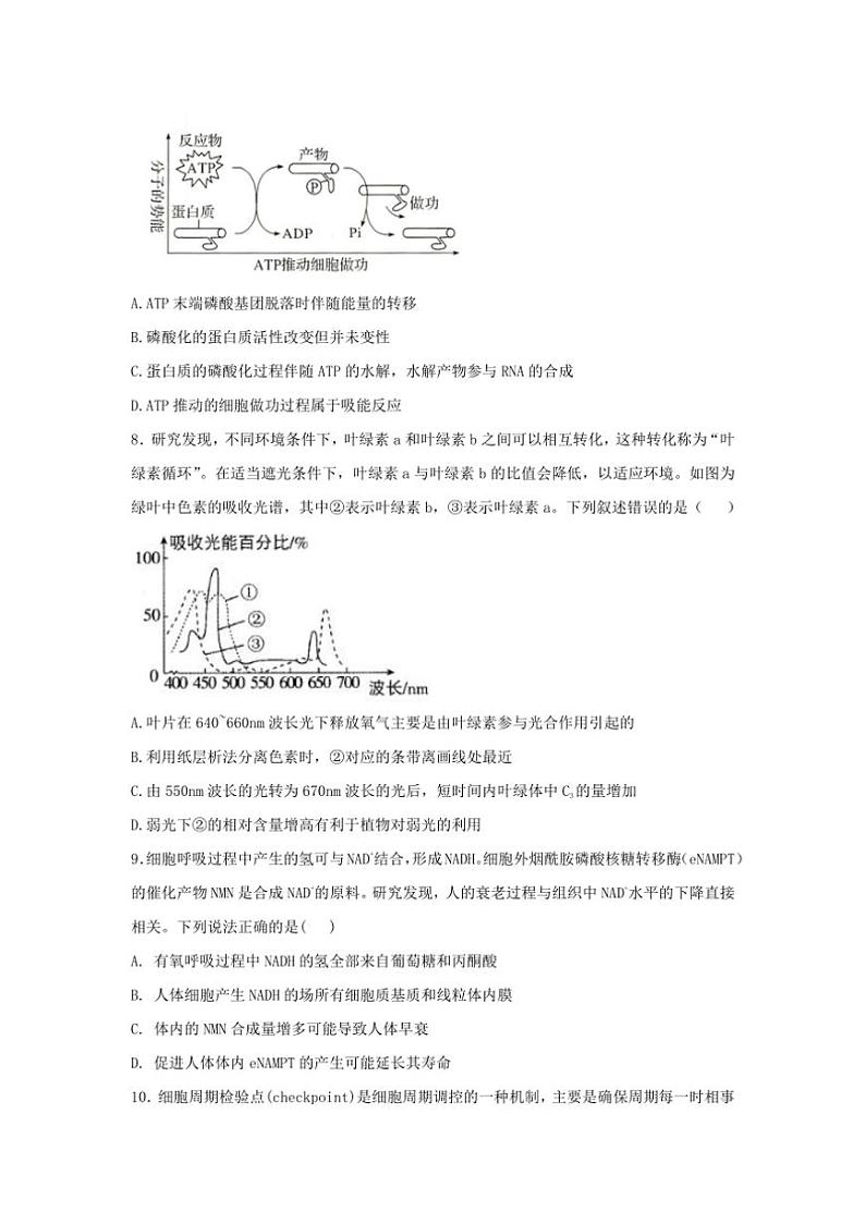[生物]江苏省宿迁市泗阳县实验高级中学2024～2025学年高三上学期第一次质量调研学月考试卷(有答案)第3页