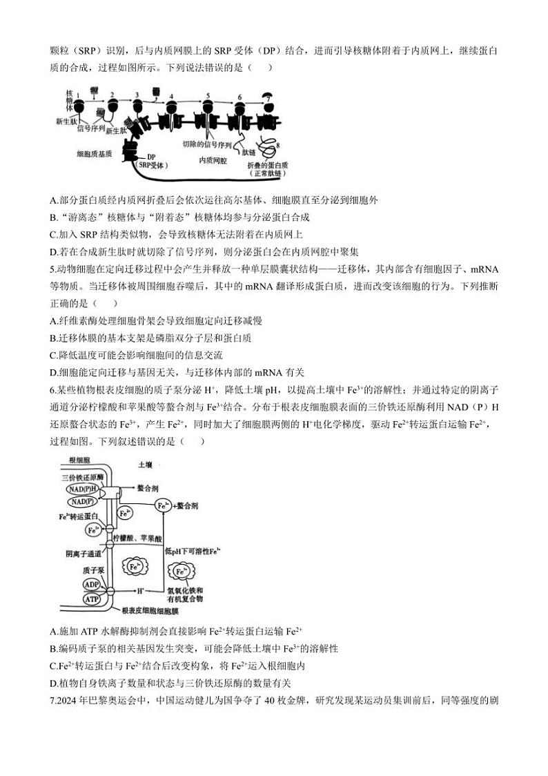 [生物]重庆市渝中区重庆市巴蜀中学校2024～2025学年高三上学期10月月考学试题(有答案)第2页