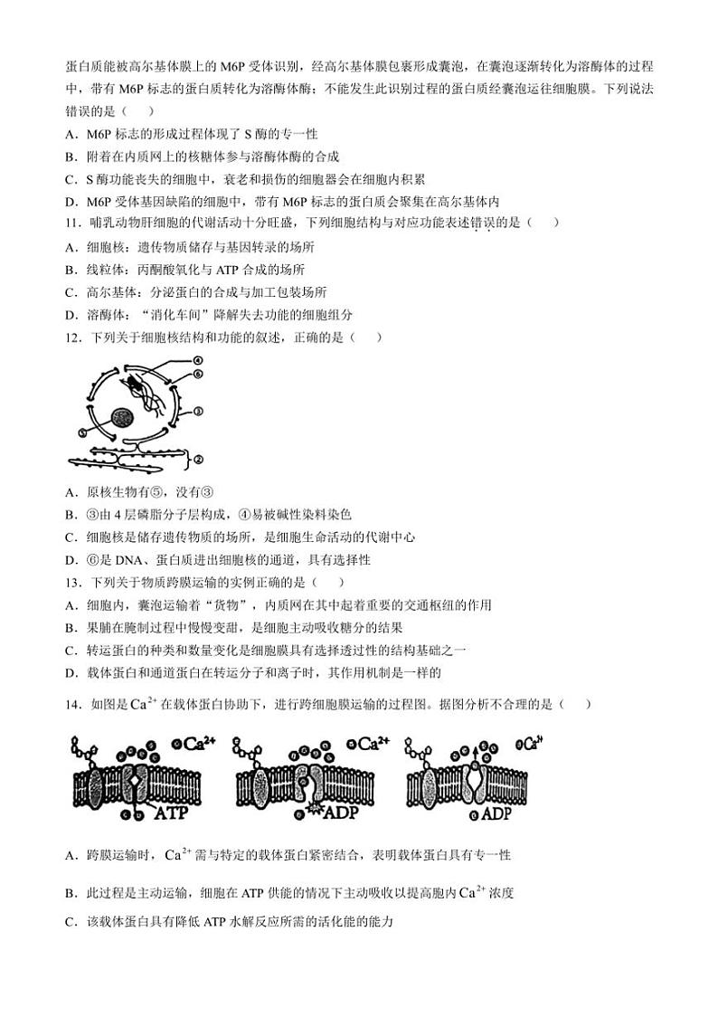 [生物]天津市滨海新区大港第八中学2024～2025学年高三上学期10月第一次月考学试题(有答案)第2页