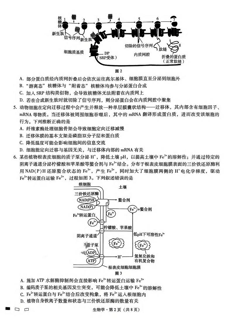 生物丨重庆市重庆巴蜀中学2025届高考适应性月考卷（二）生物试卷及答案第2页