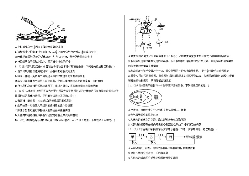 山东省泰安市泰山国际学校2024-2025学年高二上学期10月第一次月考生物试卷第2页