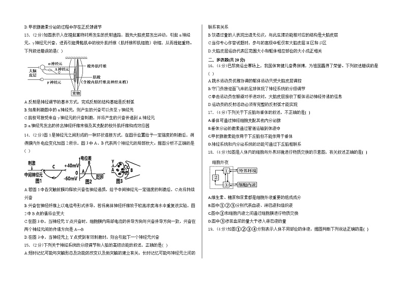 山东省泰安市泰山国际学校2024-2025学年高二上学期10月第一次月考生物试卷第3页