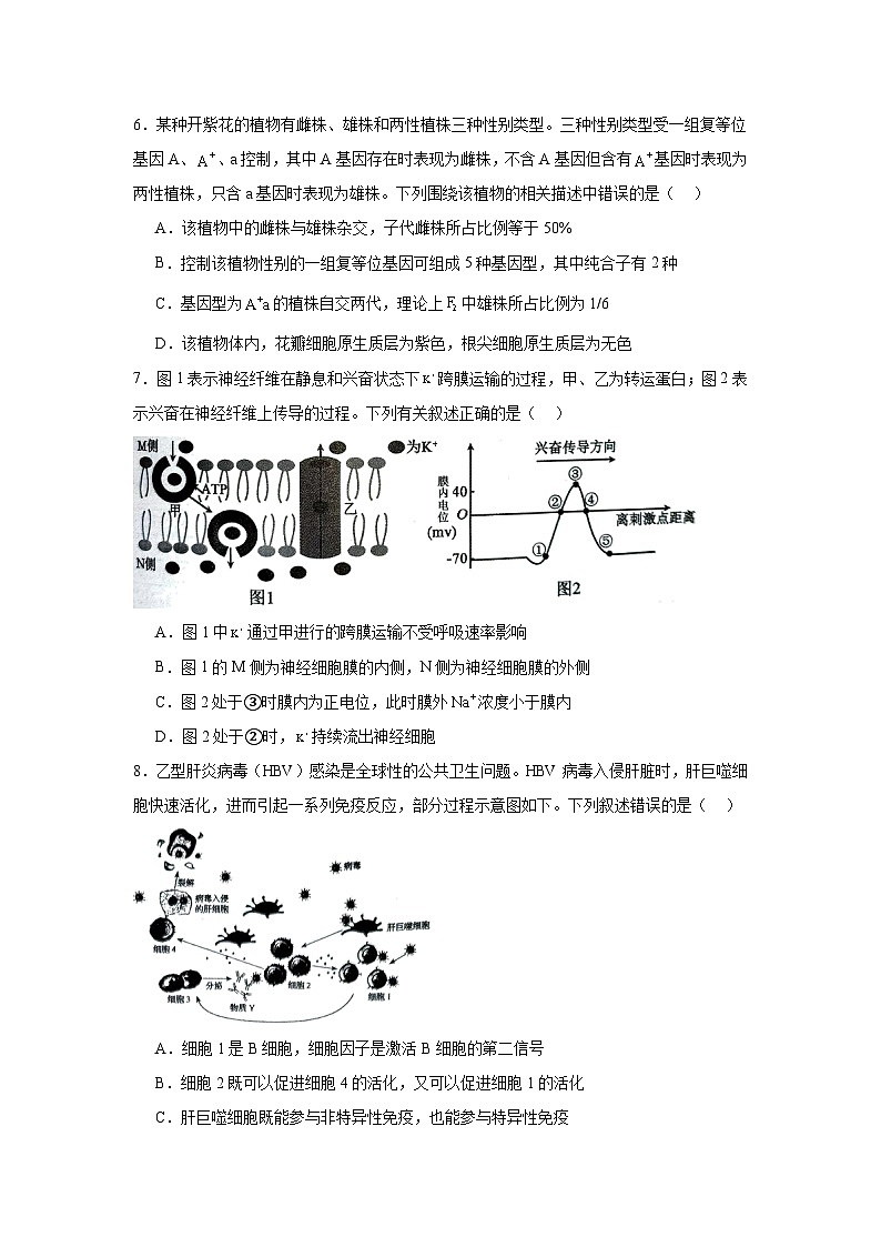 湖南省郴州市2024—2025学年高三上学期第一次模拟考试生物试题第3页