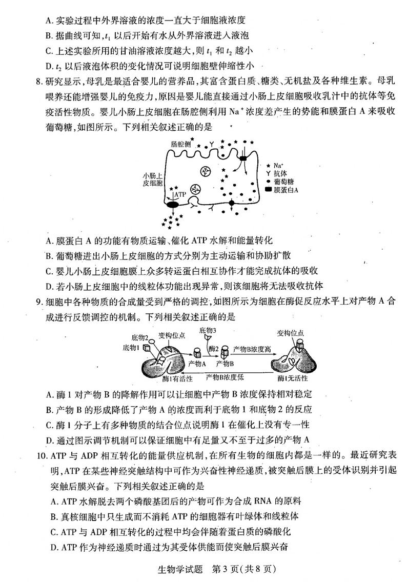 天一大联考●皖豫名校联盟2024-2025学年高三上学期10月月考+生物第3页