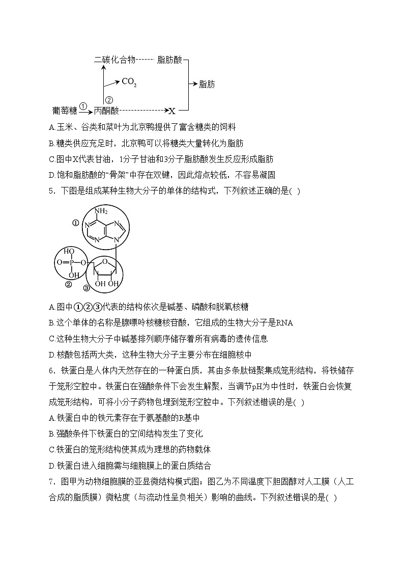 黄梅县育才高级中学2025届高三上学期9月月考生物试卷(含答案)第2页
