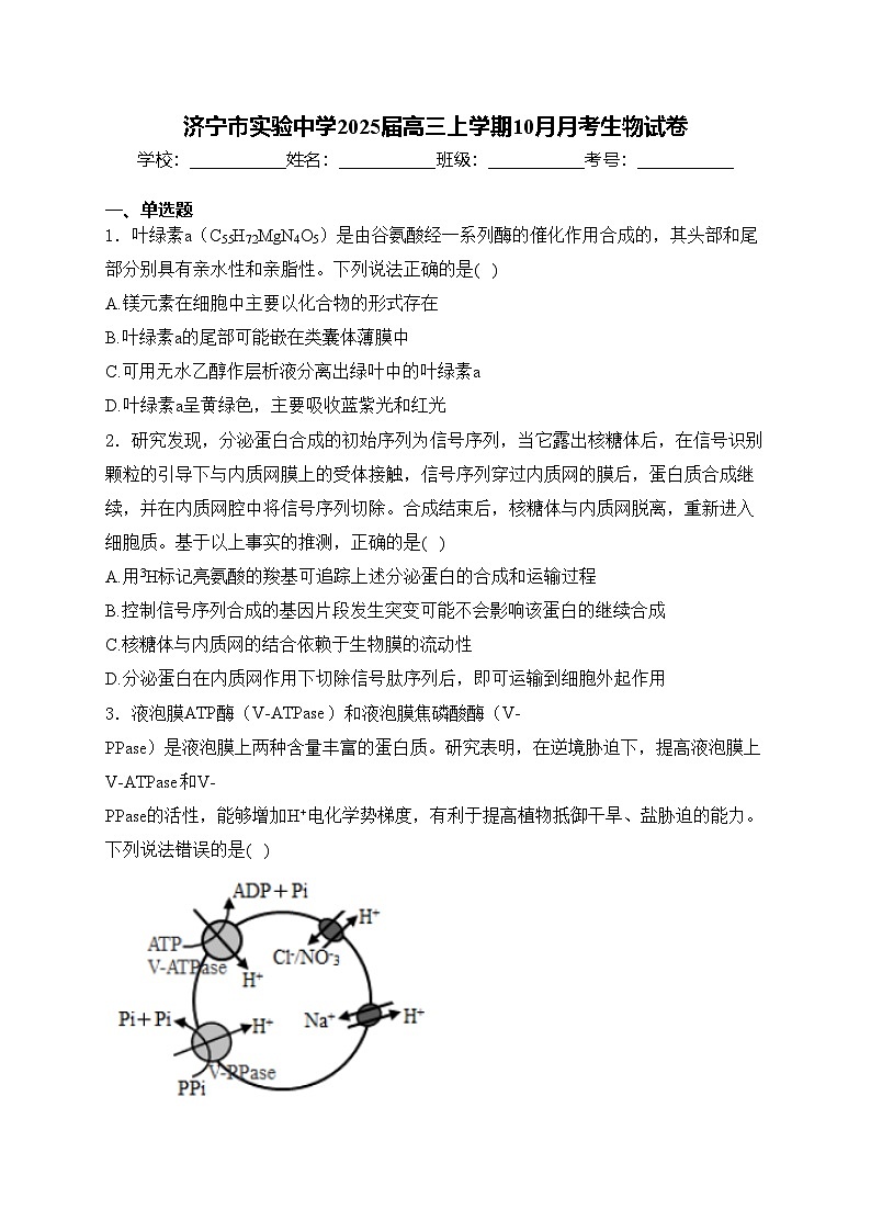 济宁市实验中学2025届高三上学期10月月考生物试卷(含答案)第1页