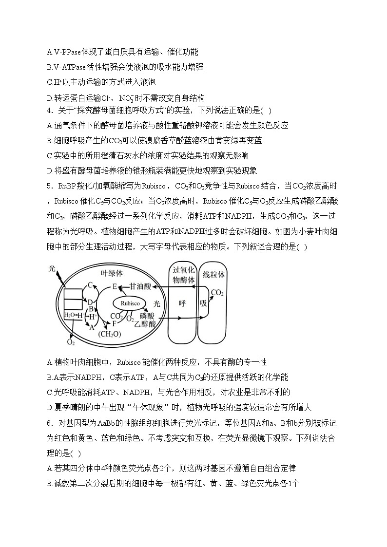济宁市实验中学2025届高三上学期10月月考生物试卷(含答案)第2页