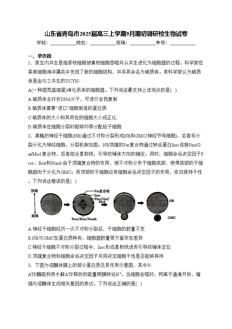 山东省青岛市2025届高三上学期9月期初调研检生物试卷(含答案)第1页